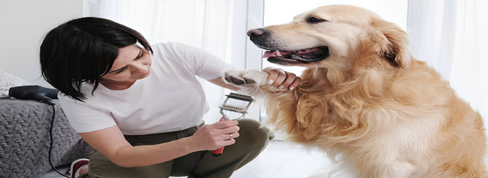 Best Dog Care Services in New Orleans: The Place to Pamper Your Pet